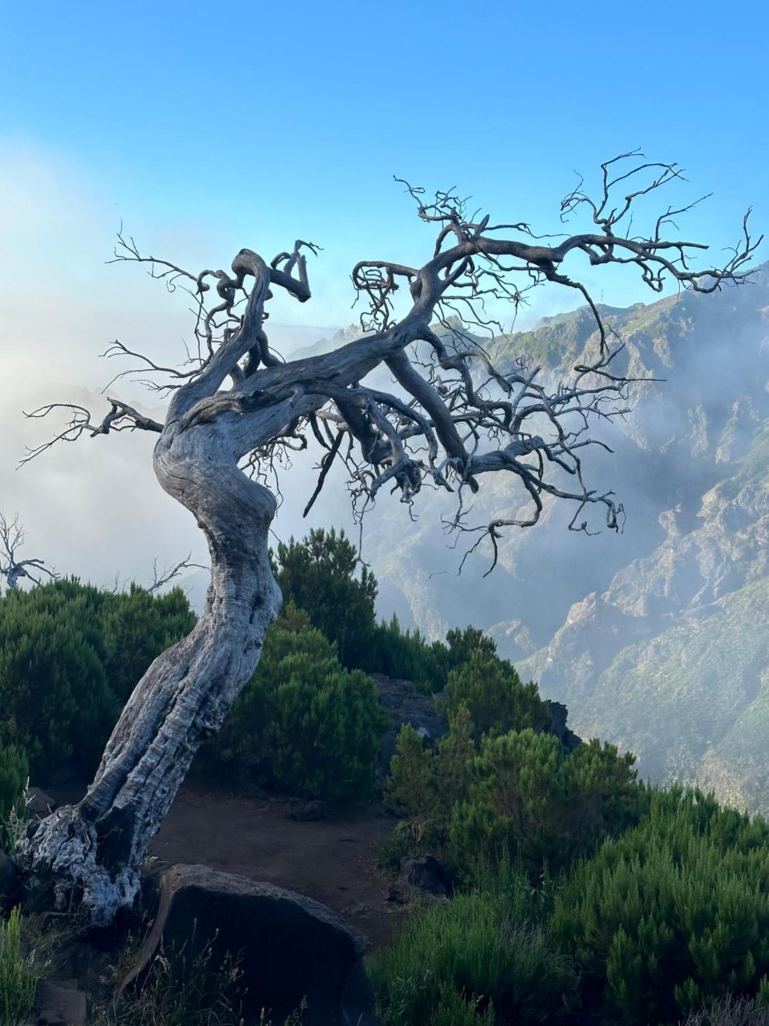 The Green Valley House São Vicente Екстериор снимка