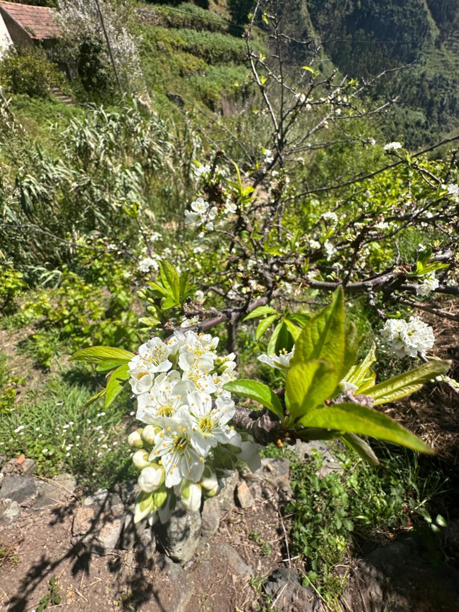 The Green Valley House São Vicente Екстериор снимка